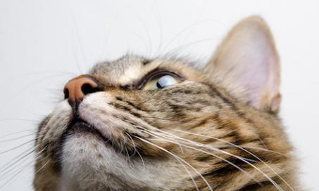 猫会得脑震荡吗?