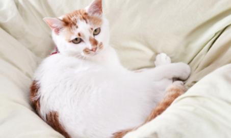 猫腹泻:你应该尝试的5种治疗方法