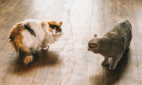 How to Stop Fighting Between Cats