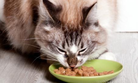 猫糖尿病患者的最佳食品