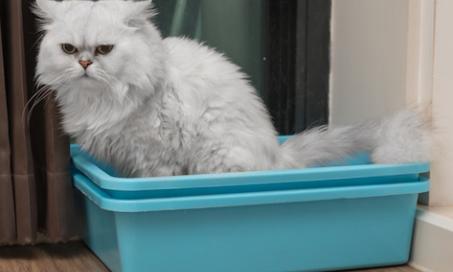 Best (and Worst) Spots for Your Cat’s Litter Box