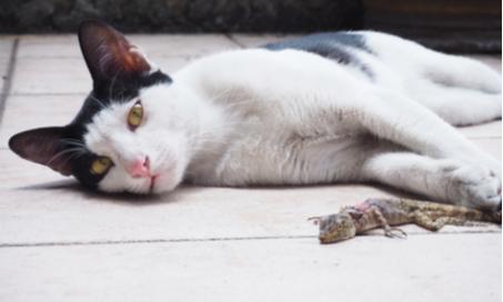 如果你的猫吃了蜥蜴或青蛙该怎么办
