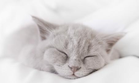 Cat Snoring: Is It Normal?