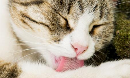 Cool Facts About Your Cat’s Tongue