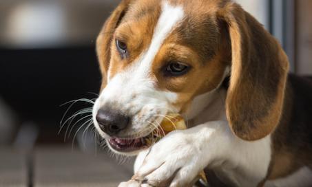 5 Common Causes of Choking in Pets