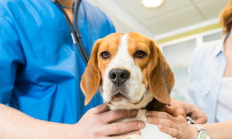 癌症宠物的临床试验选择