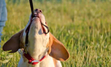 How Pet Parents Can Cope with Behavioral Problems in Pets