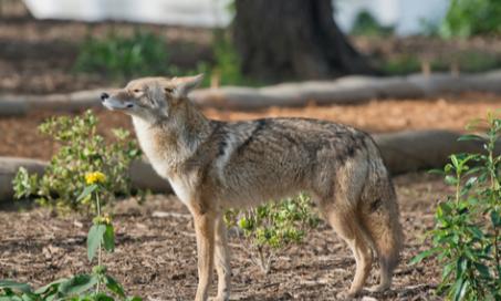 How to Protect Your Pet from Coyotes