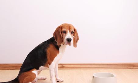 All About Digestive Enzymes for Dogs