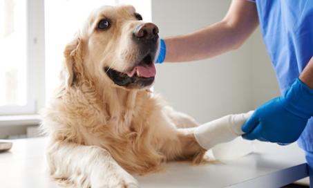Bone Problems That Can Affect Your Pet
