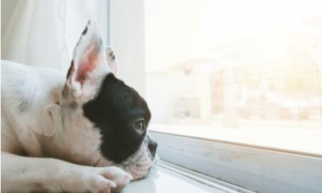 5 Ways to Relieve Your Dog’s Boredom
