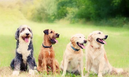New Research Reveals Evolution of Dog Breeds