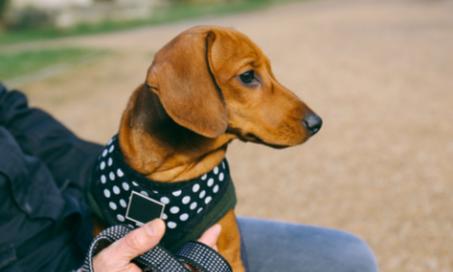 Surprising Dog Harness Dangers to Avoid