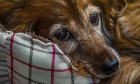 How to Deal with Your Senior Dog’s Hearing Loss