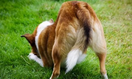 Can Dogs Get Hemorrhoids?