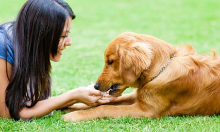 自然的方法来提高你的狗的免疫系统