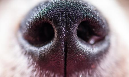 Why Are Dog Noses Wet?