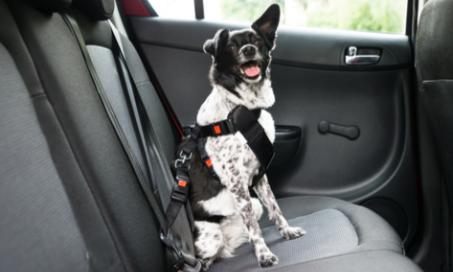 狗狗汽车座椅和安全带:它们能保证狗狗的安全吗?
