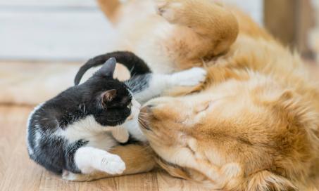 How to Tell If Dogs Are Feline Friendly