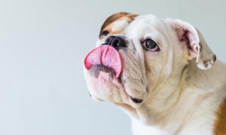 Dry Mouth in Pets: What to Do About It