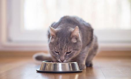 5种不寻常的猫的饮食习惯