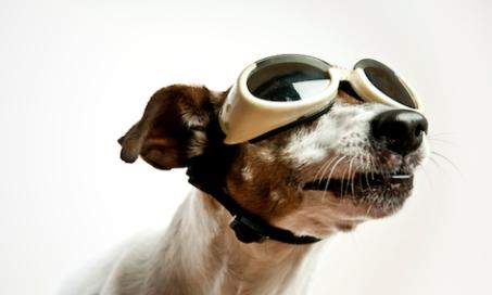 Eye Protection for Dogs: Is It Necessary?