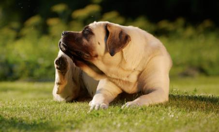 Identifying and Treating Fungal Infections in Dogs