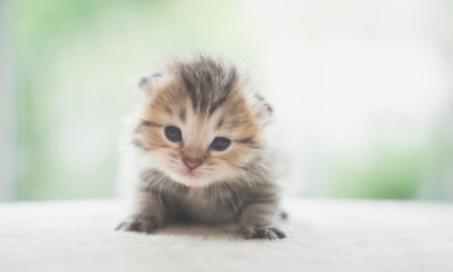 Kitten Development: Understanding a Kitten's Major Growth Milestones