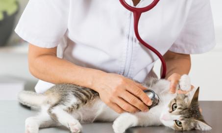 The 5 Most Common Kitten Illnesses