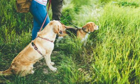 is diarrhea a sign of lyme disease in dogs