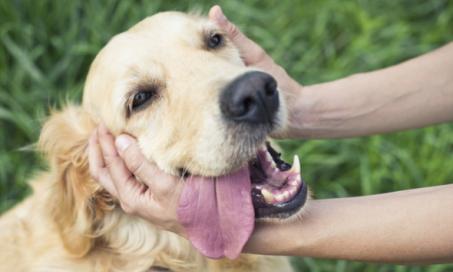 5 Tips for Treating and Beating Canine Lymphoma