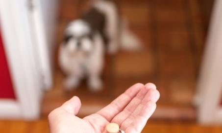 Dangerous Pet Medication Mixes to Avoid
