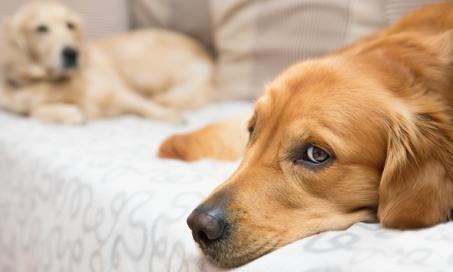 Melatonin for Dogs: Is It Safe?