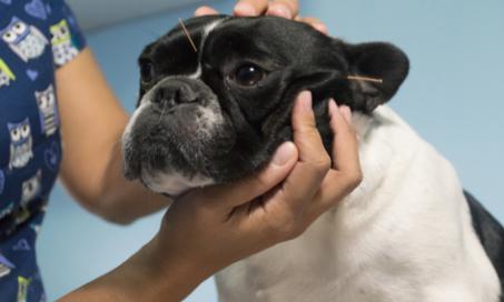 犬类癫痫发作的自然疗法