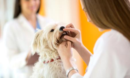 Treating Oral Cysts in Dogs