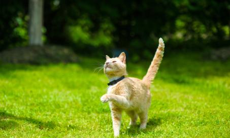 Outdoor Cat Controversy: Is It Ever OK to Let Them Roam?