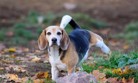 12 Dog Peeing Positions and What They Mean