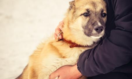 5 Tips to Help Pets Deal with Grief