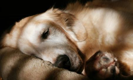 Pet Hospice: Why You Should Consider It