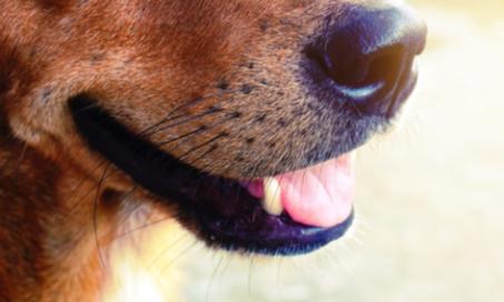 Myths About Our Pets’ Mouths