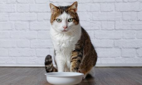 How to Ease Your Pet into a Weight Loss Diet