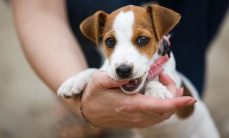 如何发现、治疗和预防小狗身上的跳蚤