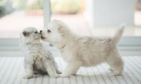 8 Surprising Facts About Puppy and Kitten Nutrition