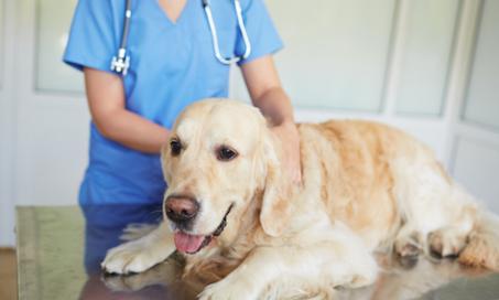 can cropping dogs tails to short cause prolapse rectum