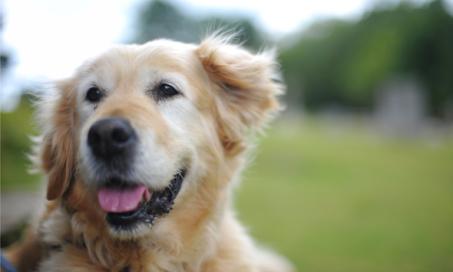Senior Dog Adoptions on the Rise: Why It's a Good Thing