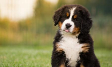 What Is Shaking Puppy Syndrome?