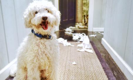 Why Do Dogs Shred Paper Products?