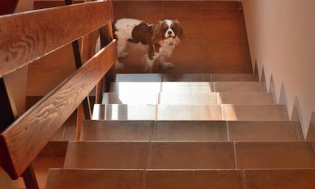 5 Stair Safety Tips for Dogs