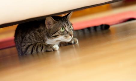 5 Things That Stress Out Your Cat