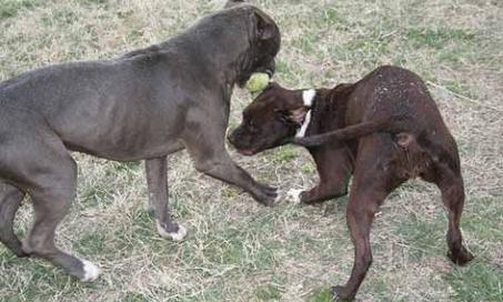 Rescued Pitbulls Saved from Philippines Cull